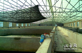 天津 反季节工厂养殖白对虾,效益多翻几倍